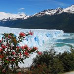 Calafate1